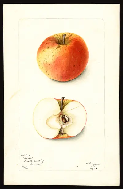 Watercolor of Modoc