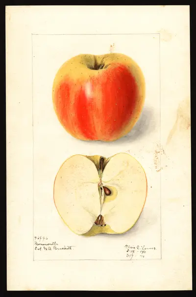 Watercolor of Monmouth Pippin