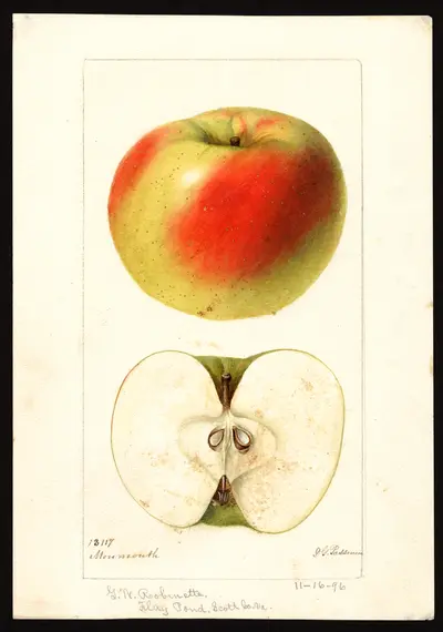 USDA watercolor illustration of Monmouth Pippin