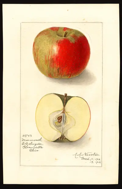 USDA watercolor illustration of Monmouth Pippin