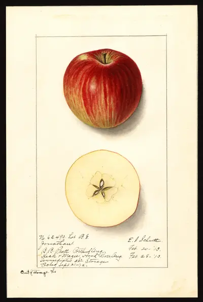 USDA watercolor illustration of Jonathan
