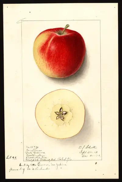 USDA watercolor illustration of Jonathan