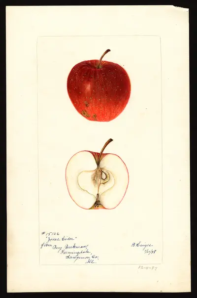 Watercolor of Jones' Cider
