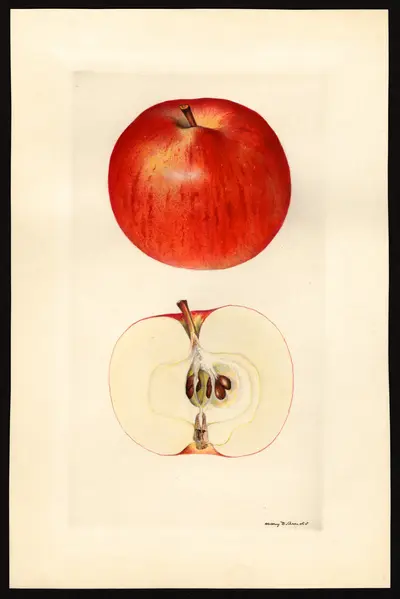Watercolor of Joyce