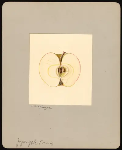 USDA watercolor illustration of Joyce