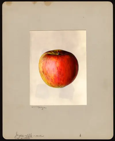 USDA watercolor illustration of Joyce