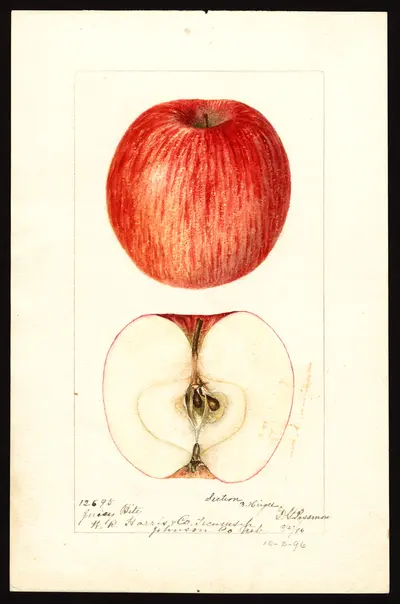 Watercolor of Juicy Bite