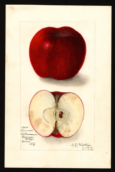 USDA watercolor illustration of Kinnaird