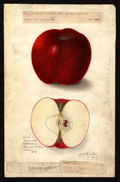 USDA watercolor illustration of Kinnaird