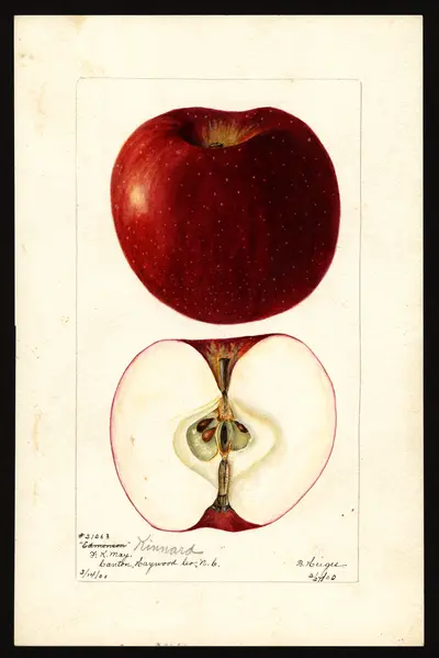USDA watercolor illustration of Kinnaird