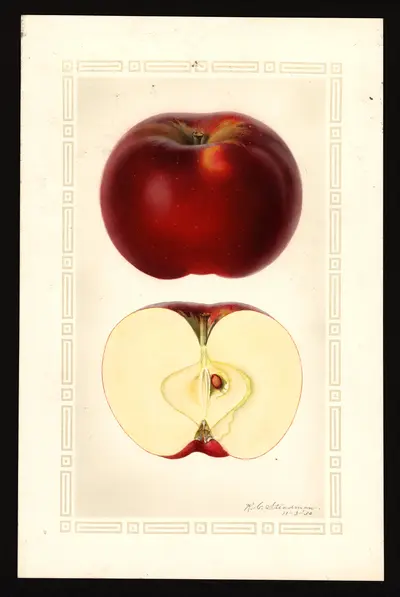 USDA watercolor illustration of Kinnaird