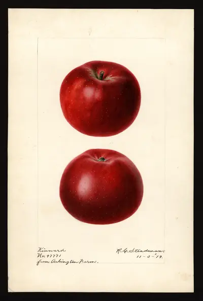 USDA watercolor illustration of Kinnaird