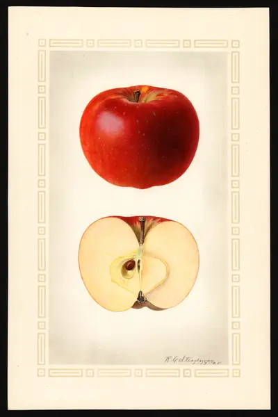 USDA watercolor illustration of Kinnaird