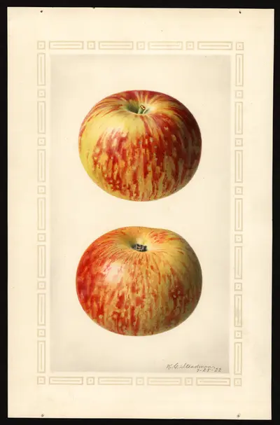 USDA watercolor illustration of Gladstone