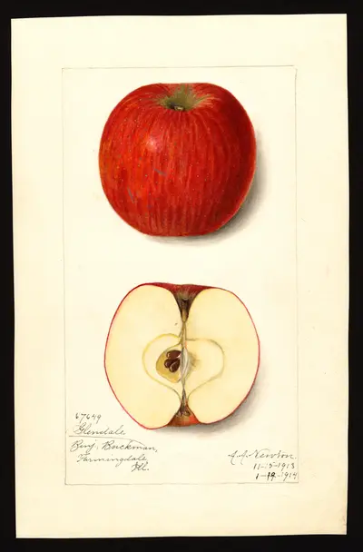 Watercolor of Glendale