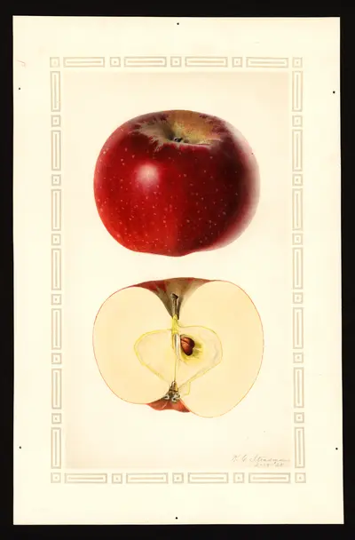 USDA watercolor illustration of Kinnaird
