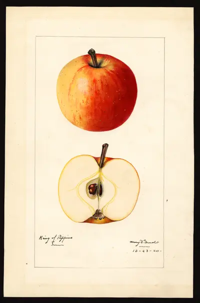 USDA watercolor illustration of Gravenstein