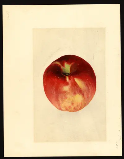 USDA watercolor illustration of York Imperial