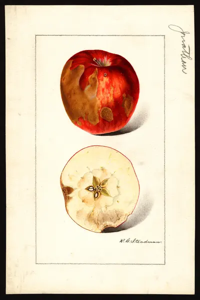 USDA watercolor illustration of Jonathan