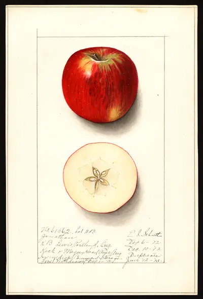 USDA watercolor illustration of Jonathan