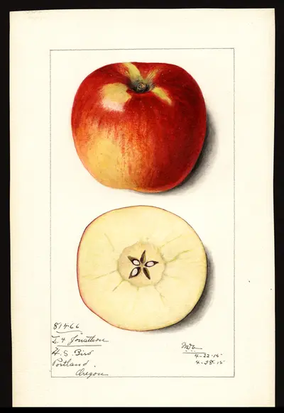 USDA watercolor illustration of Jonathan