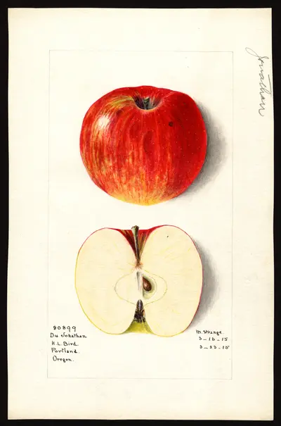 USDA watercolor illustration of Jonathan