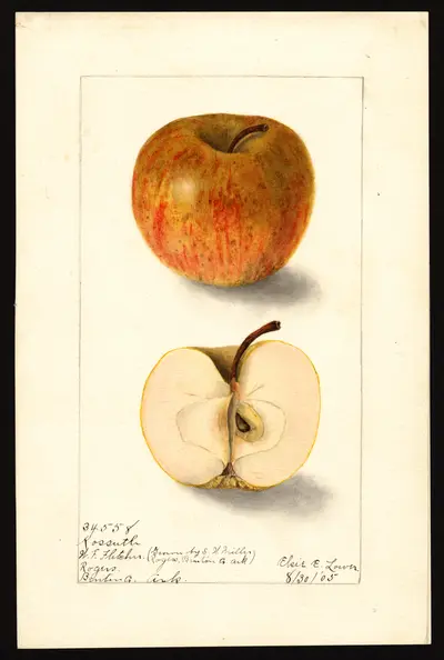 Watercolor of Kossuth