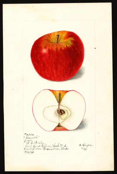 USDA watercolor illustration of Kossuth