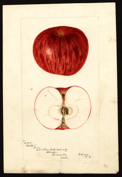 USDA watercolor illustration of Lacker