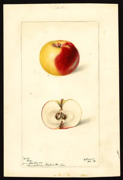 USDA watercolor illustration of Lady