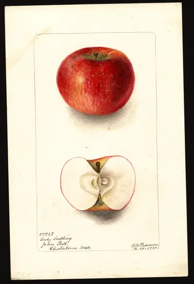 USDA watercolor illustration of Lady