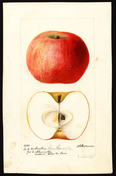 Watercolor of Seek-No-Further