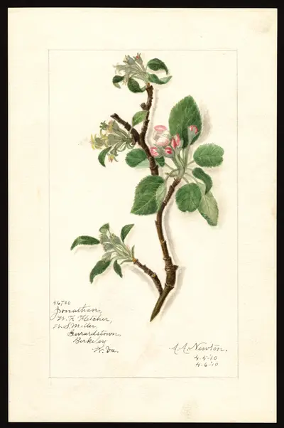 USDA watercolor illustration of Jonathan