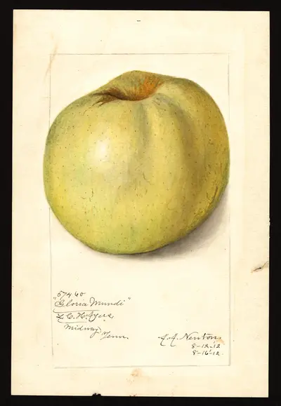 USDA watercolor illustration of Gloria Mundi
