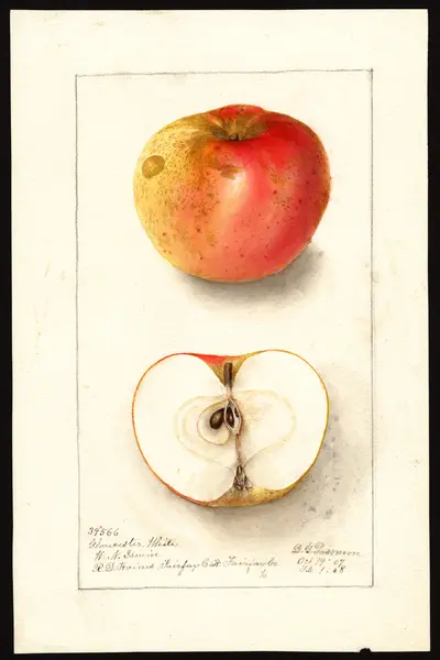 Watercolor of Gloucester White