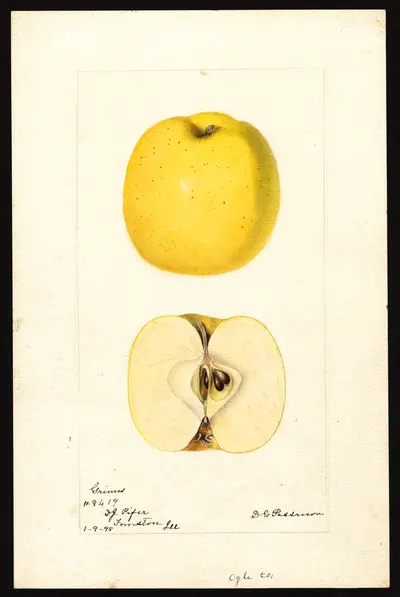 USDA watercolor illustration of Grimes Golden
