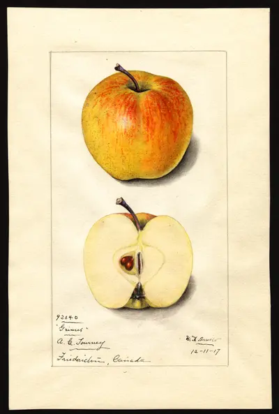 USDA watercolor illustration of Grimes Golden