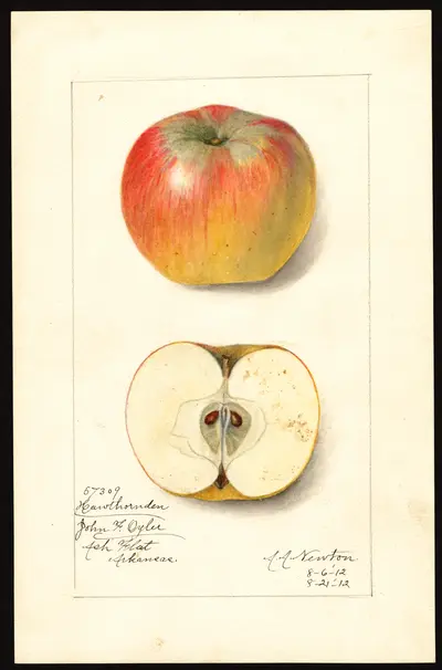 USDA watercolor illustration of Hawthornden