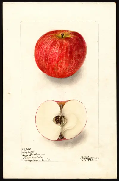 Watercolor of Haycock