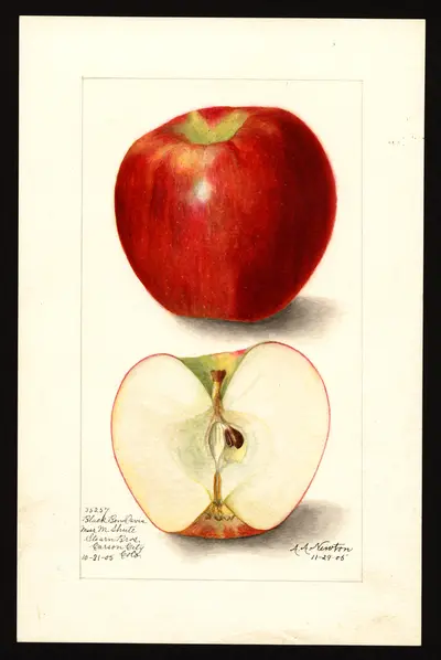 USDA watercolor illustration of Black Ben Davis