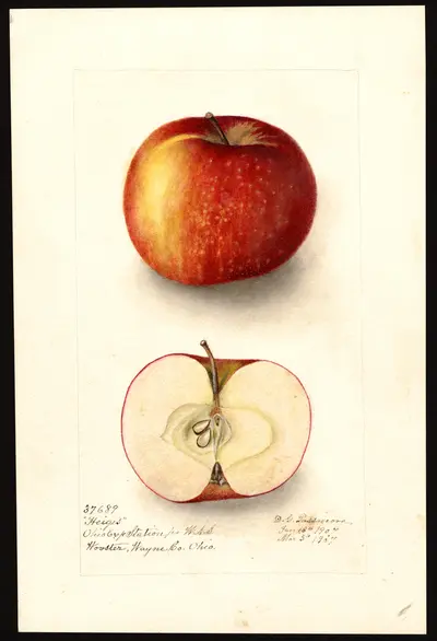 Watercolor of Heiges