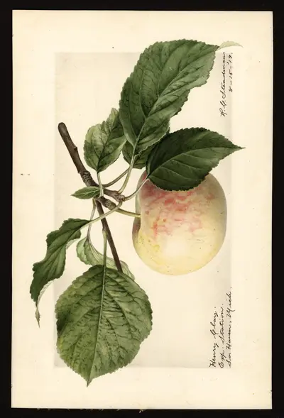 Watercolor of Henry Clay