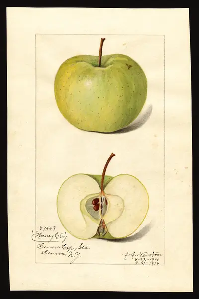 USDA watercolor illustration of Henry Clay