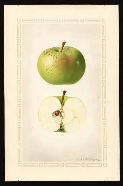 USDA watercolor illustration of Henry Clay
