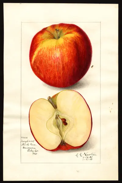USDA watercolor illustration of King David