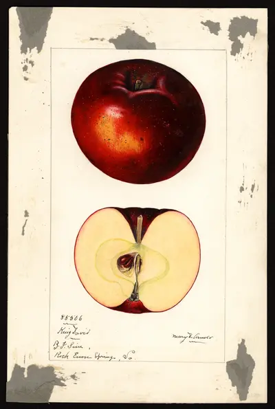 USDA watercolor illustration of King David