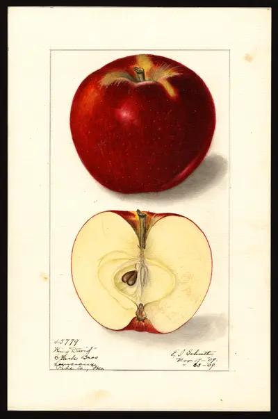 USDA watercolor illustration of King David