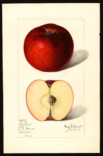 USDA watercolor illustration of King David