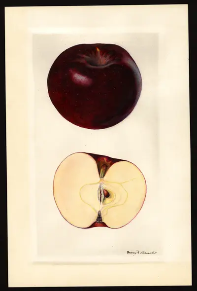USDA watercolor illustration of King David