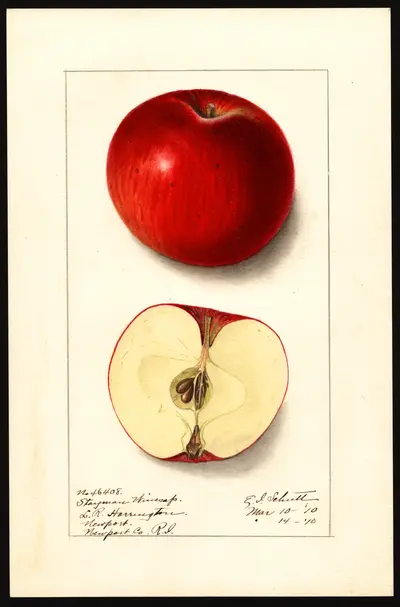 USDA watercolor illustration of Stayman Winesap